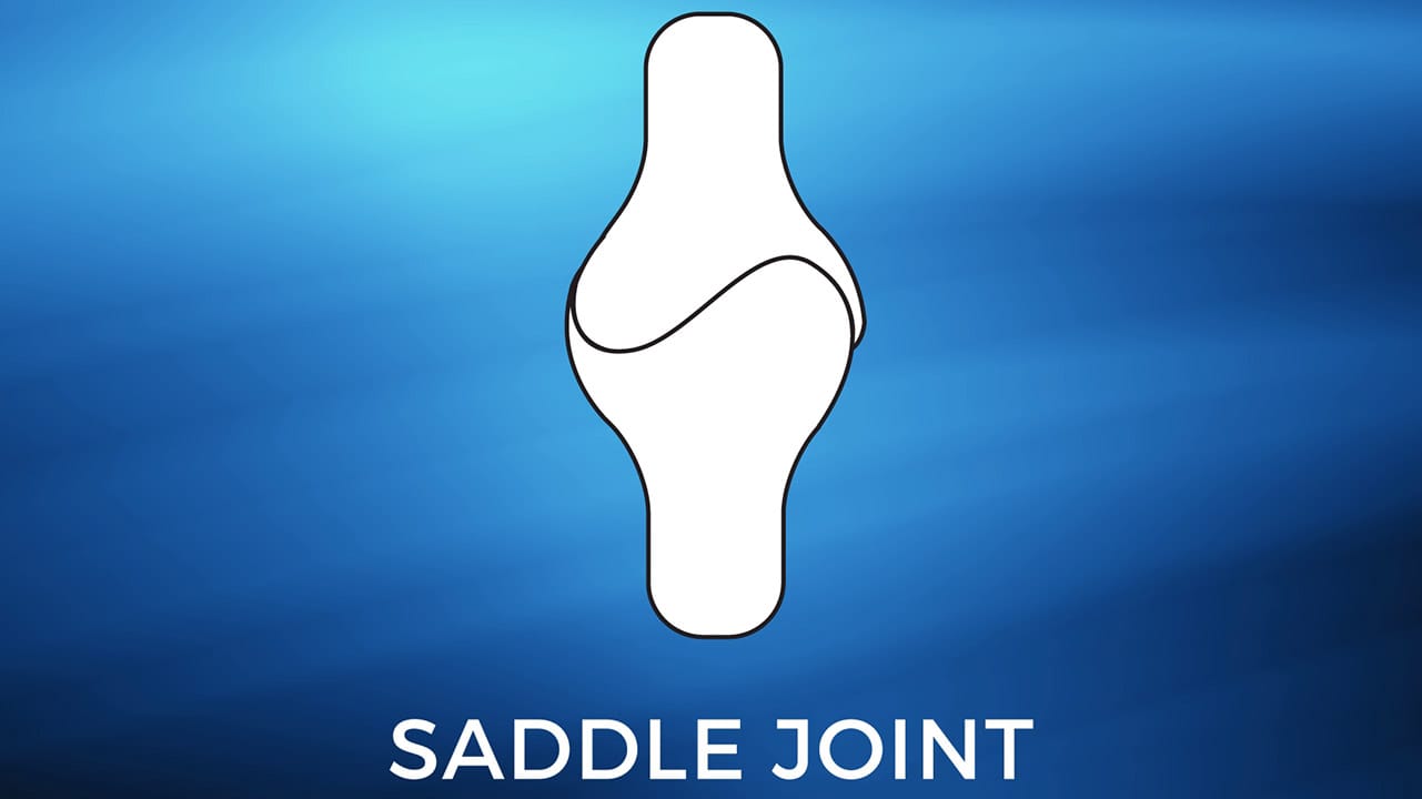 Saddle joint illustration